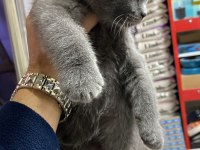 Kendi british shorthair yavrum british orjinal safkan