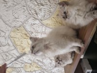 Yavru bebekler british longhair