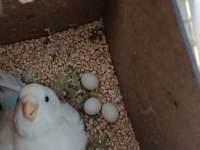 Sürekli yumurta üreten çift muhabbet kuşu
