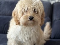 Maltipoo üretimlik dişi