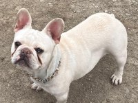 2 yaşında blue cream dişi kızanı yakın french bulldog