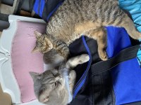 British Shorthair Kedimize Yuva Arıyoruz