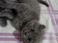 Dişi scottish fold bebeklerim