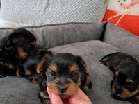 35 günlük yorkshire mini mikro yorkshire bebekler