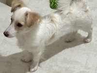 5-6 aylık yavru terrier