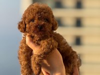 AŞILI ÇİŞ EĞİTİMLİ BÜYÜMEYEN TOY POODLE BEBEKLER 