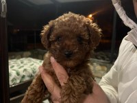 Poodle sevgililer gününe özel kampanya