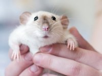 Dumbo Rat Yavruları (Yeni Doğdular)