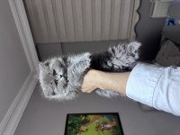 Ankaranın en iddialı dişi british longhair bebeği