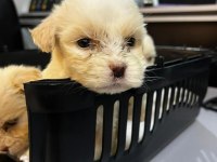 Sıfır numara terrier köpeği yavrularımız