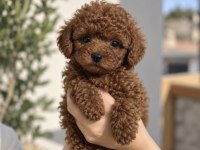 Minik Ve Sevimli Toy Poodle Yavrularımız
