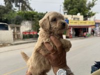 Kg garantili dişi üst kalite maltipoo yavrumuz