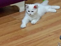 İran kedisi 1,5 aylık