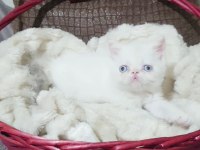 Exotic shorthair kızlar