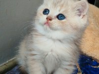 Safkan British Shorthair Erkek