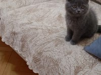British Shorthair Yavrularıma Kalıcı Yuva Arıyorum