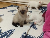 Scottish Fold Blue Point