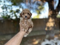 Sağlık ve ırk garantili maltipoo yavrularımız