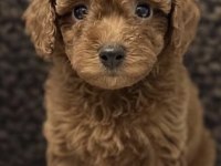 Toy Poodle Yavrumuz