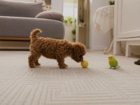 Ev üretimi gerçek teacup maltipoo