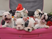 FRENCH BULLDOG YAVRULARI