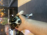 2 aylık chihuahua dişi yavru