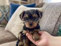 Teacup yorkshire terrier bebeklerimiz