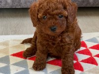 Karşılıksız Sahiplendirme Poodle Köpeğimiz