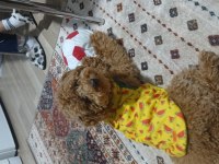 Köpeğimi bazı nedenlerden dolayı vermek zorundayım erkek