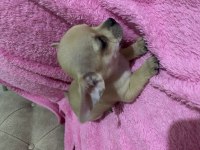 2 aylık yavru chihuahua