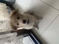 Ücretsiz sahiplendirme köpeğimiz