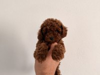 KOREA TOY POODLE GERÇEK ORJİNAL YAVRULAR