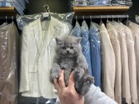 British Shorthair 2 Aylık