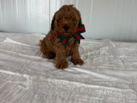 A kalite toy poodle