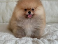 Mükemmel Ayıcık Surat Boo Pomeranian
