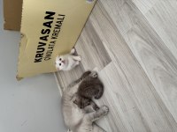 Scottish fold kedilerimiz