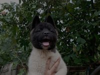 Amerikan Akita Erkek Yavru