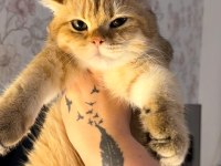 British Shorthair Erkek Golden Ny24 4 Aylık Yavrumuz