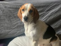 Ücretsiz beagle (sahiplendirme)