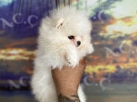 Teacup teddy bear garantili pomeranian