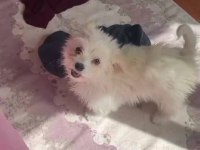 Maltese terrier 3 aylık