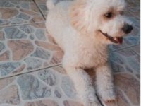 9 aylık maltipoo oyuncu yavrum yeni yuvasını arıyor