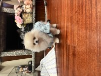 2 aylık ilk aşıları yapılmış pomeranian
