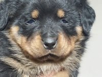 Orjinal Macar Rottweiler