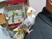 Ele alışkın sultan papağanı
