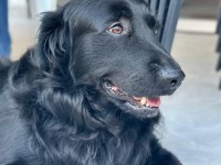 Acil yuva paşa ömürlük golden retriever sahibini arıyor