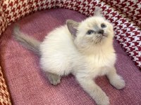 BEBEK BRİTİSH BLUEPOİNT