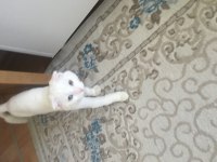 KEHRİBAR VE MAVİ GÖZLÜ BEYAZ ERKEK SCOTTİSH FOLD
