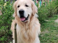 Safkan golden retriever bebekler