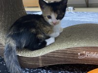 GEBZEDE YAVRU KEDİ